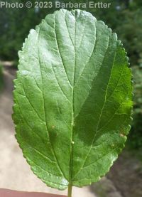 redstem ceanothus (<em>Ceanothus sanguineus</em>)