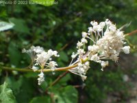 redstem ceanothus (<em>Ceanothus sanguineus</em>)