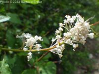 redstem ceanothus (<em>Ceanothus sanguineus</em>)