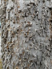common hackberry (<em>Celtis occidentalis</em>)