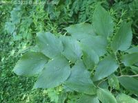 common hackberry (<em>Celtis occidentalis</em>)
