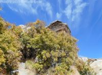 netleaf hackberry (<em>Celtis reticulata</em>)