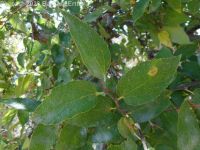 netleaf hackberry (<em>Celtis reticulata</em>)