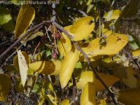 netleaf hackberry (<em>Celtis reticulata</em>)