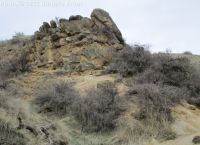 netleaf hackberry (<em>Celtis reticulata</em>)