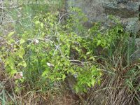 netleaf hackberry (<em>Celtis reticulata</em>)