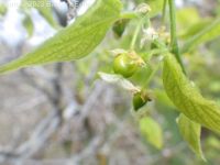 netleaf hackberry (<em>Celtis reticulata</em>)
