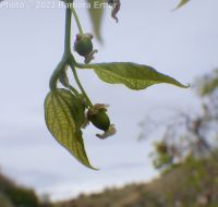 netleaf hackberry (<em>Celtis reticulata</em>)