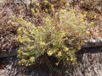 green rabbitbrush (<em>Chrysothamnus viscidiflorus ssp. lanceolatus</em>)