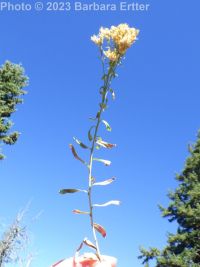 green rabbitbrush (<em>Chrysothamnus viscidiflorus ssp. lanceolatus</em>)