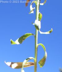 green rabbitbrush (<em>Chrysothamnus viscidiflorus ssp. lanceolatus</em>)