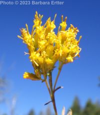 green rabbitbrush (<em>Chrysothamnus viscidiflorus ssp. lanceolatus</em>)