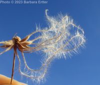 western virgin's-bower, western clematis (<em>Clematis ligusticifolia</em>)