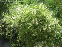 western virgin's-bower, western clematis (<em>Clematis ligusticifolia</em>)