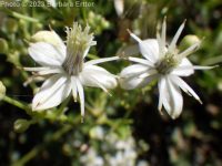 western virgin's-bower, western clematis (<em>Clematis ligusticifolia</em>)