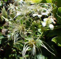 western virgin's-bower, western clematis (<em>Clematis ligusticifolia</em>)