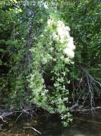 western virgin's-bower, western clematis (<em>Clematis ligusticifolia</em>)