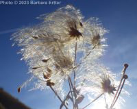 western virgin's-bower, western clematis (<em>Clematis ligusticifolia</em>)