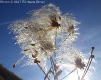 western virgin's-bower, western clematis (<em>Clematis ligusticifolia</em>)