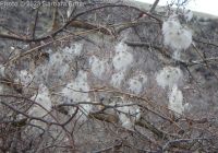 western virgin's-bower, western clematis (<em>Clematis ligusticifolia</em>)