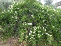 western virgin's-bower, western clematis (<em>Clematis ligusticifolia</em>)