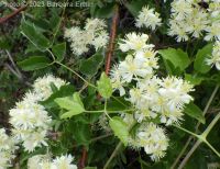western virgin's-bower, western clematis (<em>Clematis ligusticifolia</em>)