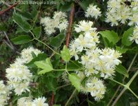 western virgin's-bower, western clematis (<em>Clematis ligusticifolia</em>)
