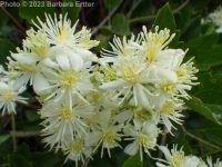 western virgin's-bower, western clematis (<em>Clematis ligusticifolia</em>)