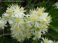 western virgin's-bower, western clematis (<em>Clematis ligusticifolia</em>)