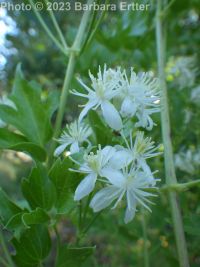 western virgin's-bower, western clematis (<em>Clematis ligusticifolia</em>)