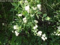 western virgin's-bower, western clematis (<em>Clematis ligusticifolia</em>)
