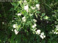 western virgin's-bower, western clematis (<em>Clematis ligusticifolia</em>)