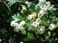 oneseed, common, or English hawthorn (<em>Crataegus monogyna var. monogyna</em>)
