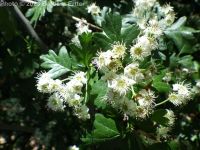 oneseed, common, or English hawthorn (<em>Crataegus monogyna var. monogyna</em>)