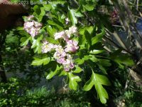 oneseed, common, or English hawthorn (<em>Crataegus monogyna var. monogyna</em>)