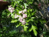 oneseed, common, or English hawthorn (<em>Crataegus monogyna var. monogyna</em>)