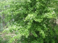 oneseed, common, or English hawthorn (<em>Crataegus monogyna var. monogyna</em>)