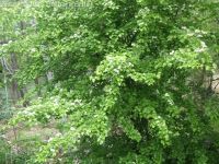 oneseed, common, or English hawthorn (<em>Crataegus monogyna var. monogyna</em>)