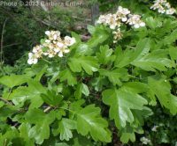 oneseed, common, or English hawthorn (<em>Crataegus monogyna var. monogyna</em>)