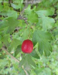oneseed, common, or English hawthorn (<em>Crataegus monogyna var. monogyna</em>)
