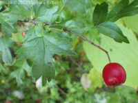 oneseed, common, or English hawthorn (<em>Crataegus monogyna var. monogyna</em>)