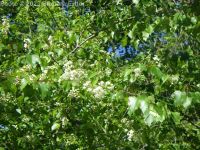 Washington thorn (<em>Crataegus phaenopyrum</em>)