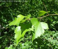Washington thorn (<em>Crataegus phaenopyrum</em>)
