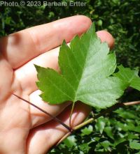 Washington thorn (<em>Crataegus phaenopyrum</em>)