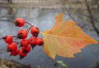 Washington thorn (<em>Crataegus phaenopyrum</em>)