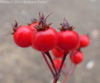 Washington thorn (<em>Crataegus phaenopyrum</em>)