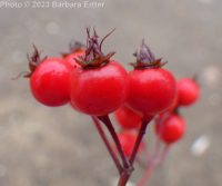 Washington thorn (<em>Crataegus phaenopyrum</em>)