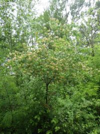 Washington thorn (<em>Crataegus phaenopyrum</em>)