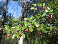 redhaw hawthorn (<em>Crataegus sanguinea</em>)