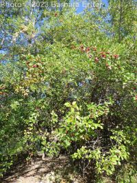 redhaw hawthorn (<em>Crataegus sanguinea</em>)